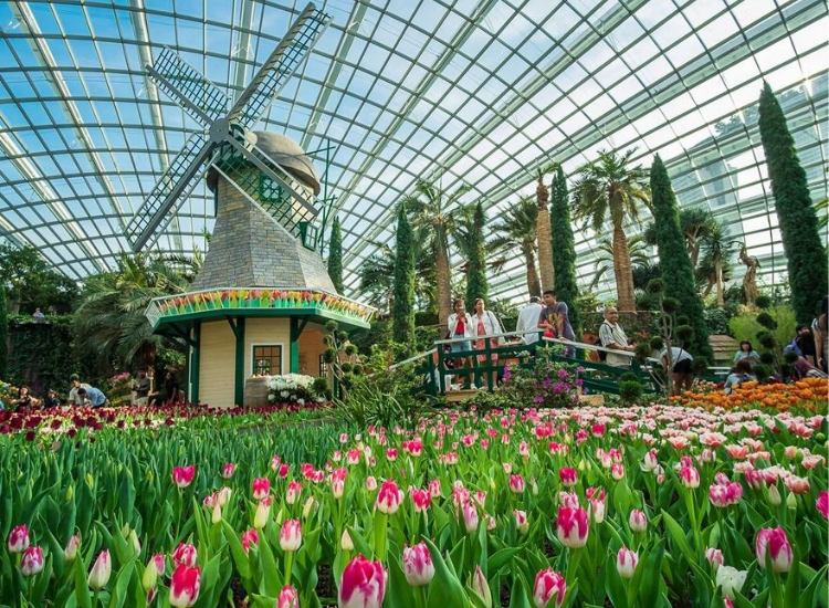 Flower Dome Singapore Không gian hoa rực rỡ bên trong Flower Dome Singapore
